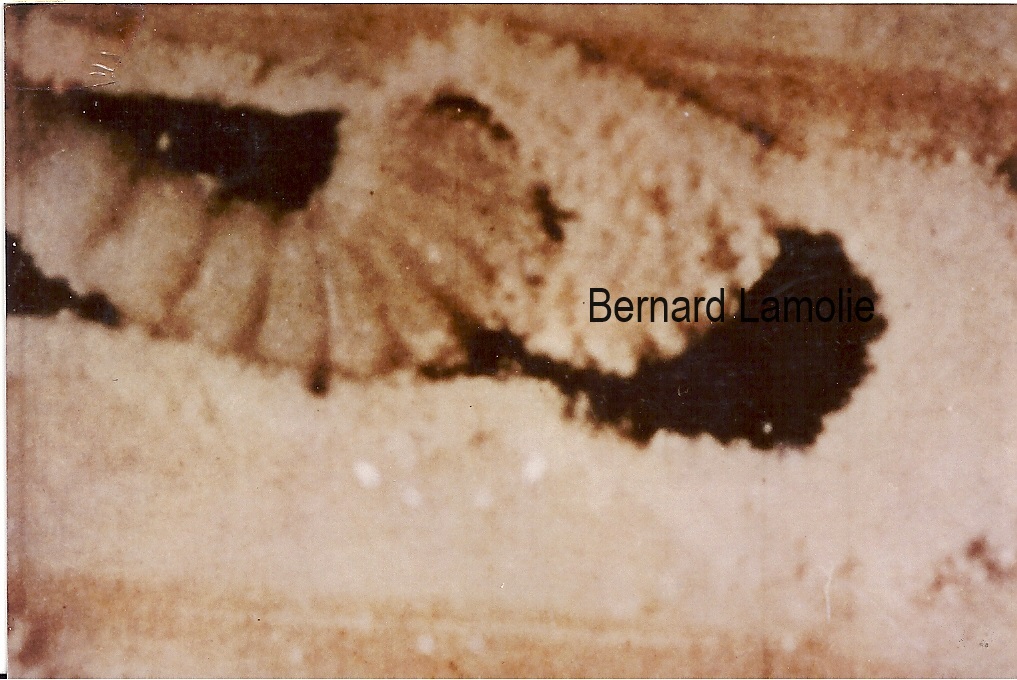 Larve de capricorne creusant des galeries profondes dans le bois