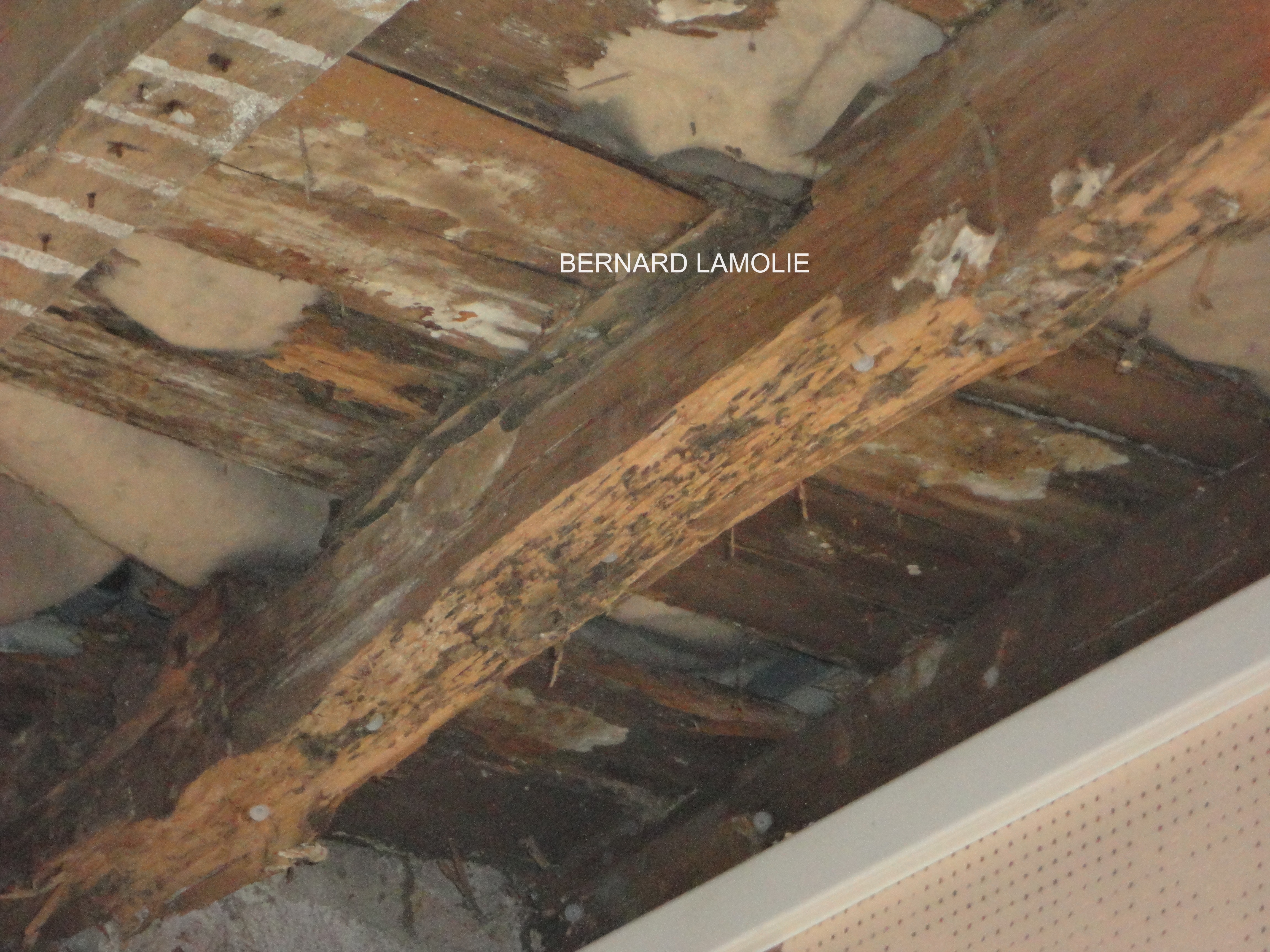 Plancher de salle de classe endommagé par termites