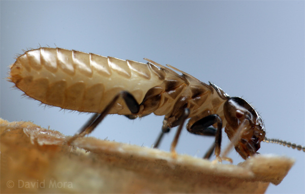 Photo B.Lamolie Termites, Bordeaux, Libourne, Créon, Saint André de Cubzac, Arcachon, Sauveterre de Guyenne, Rauzan, Langon, Andernos, Lège Cap Ferret