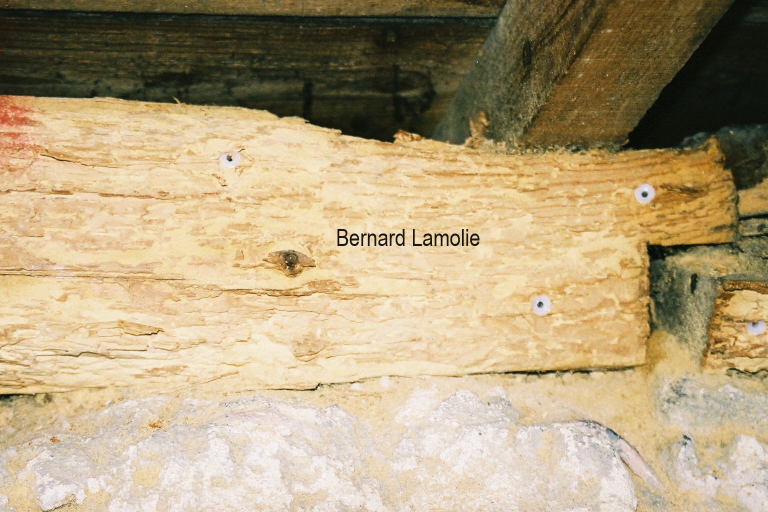 Trous de sortie ovales de larves de capricorne avec farine de bois