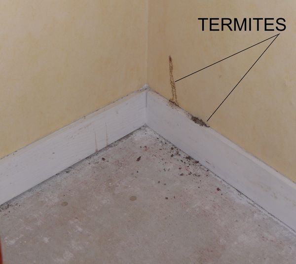 Traitement termites - Photo B.Lamolie