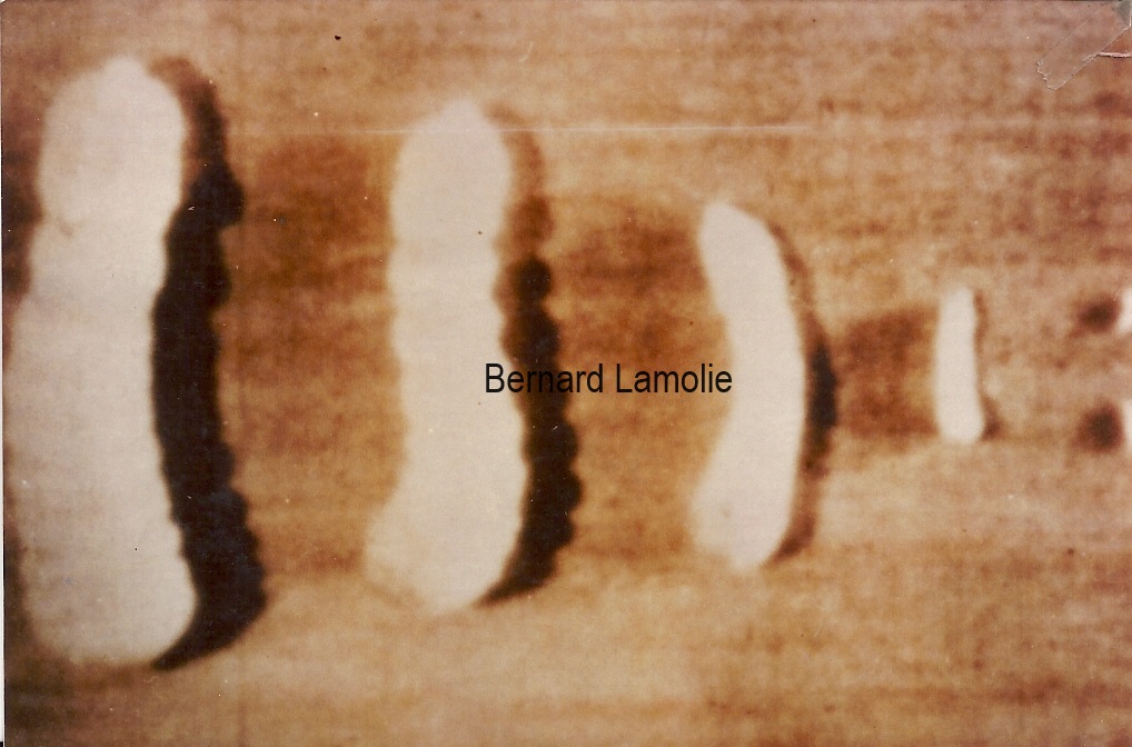 Photo d'une charpente attaquée par le capricorne